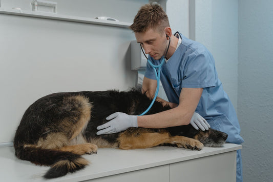 Veterinarian listening to a German Shepherd's lungs with a stethoscope during a checkup for kennel cough