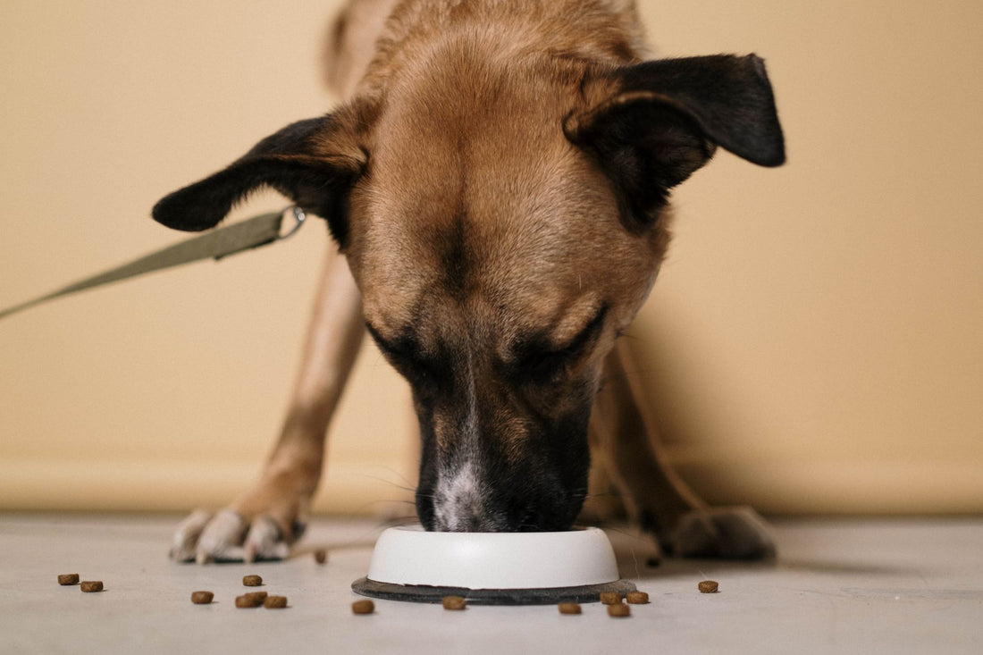 A dog eating kibble from a bowl at home