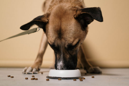 A dog eating kibble from a bowl at home
