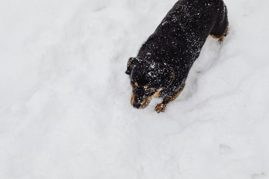 Small black and tan dog walking through fresh snow on a cold winter day