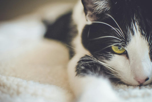 A relaxed cat with soft eyes gazing peacefully toward the camera