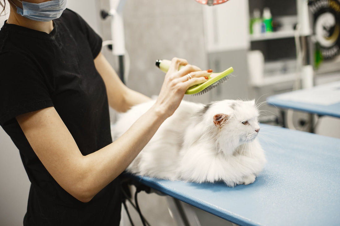 Person gently brushing a relaxed cat during a calm grooming session