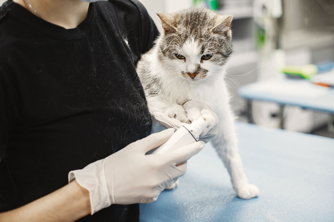 Veterinarian examining a cat during a health checkup