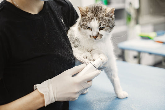 Veterinarian examining a cat during a health checkup