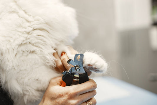 A person gently trimming the claws of a white long-haired cat with pet nail clippers