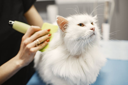 A long-haired white cat being gently groomed and brushed.