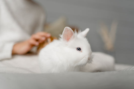 A pet rabbit resting calmly indoors in a cozy home setting