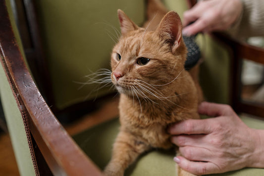 Ginger cat being gently brushed on an armchair to help with dry, flaky skin