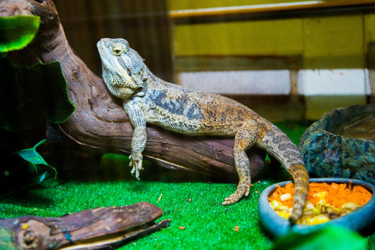 Bearded dragon resting on a branch inside a warm, well-kept reptile terrarium