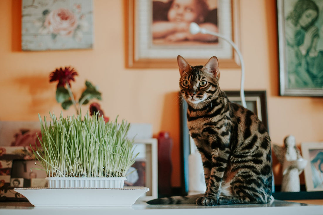 Bengal cat sitting beside a fresh pot of cat grass indoors