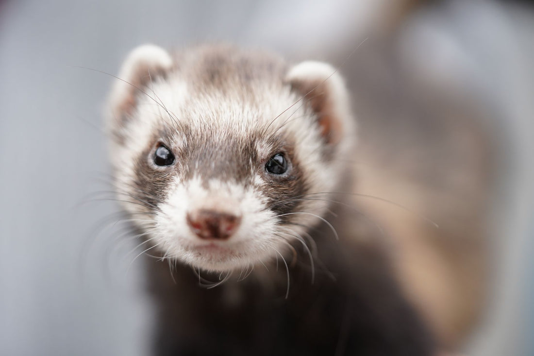 Close-up portrait of a curious pet ferret