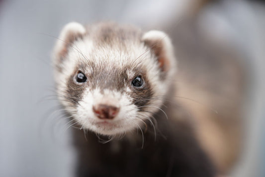 Close-up portrait of a curious pet ferret