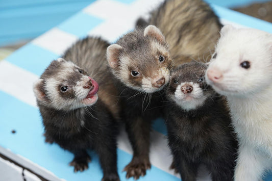 Four playful ferrets gathered together — the joyful, social energy behind the ferret war dance