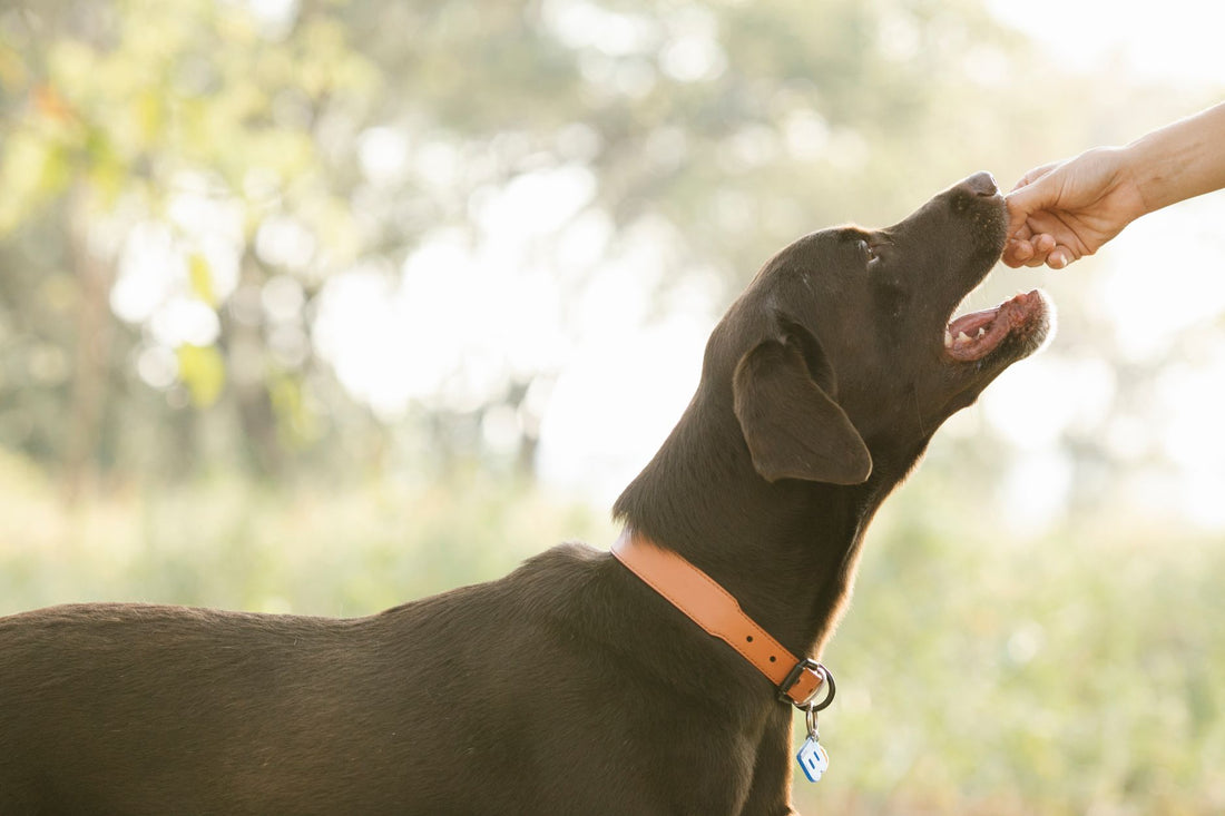 A dog happily taking a healthy treat from its owner's hand outdoors