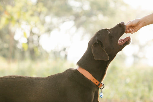 A dog happily taking a healthy treat from its owner's hand outdoors