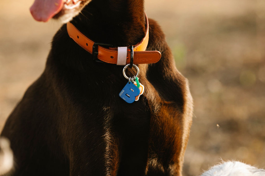 Close-up of a dog wearing a collar with an ID tag outdoors