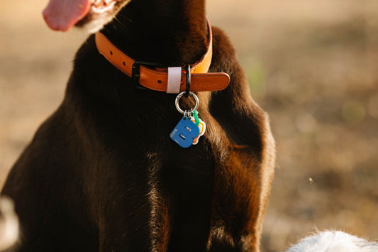 Close-up of a dog wearing a collar with an ID tag outdoors