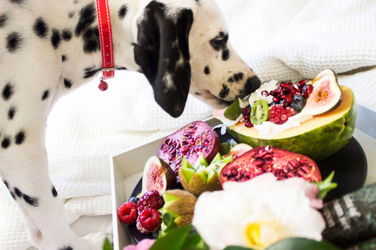 A dog curiously sniffing a platter of fresh summer fruit on a sunny day