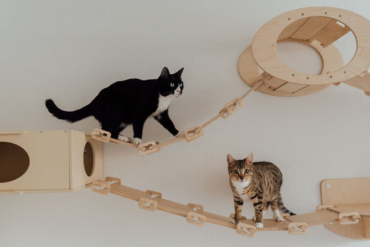 Two cats walking along wall-mounted wooden cat shelves and bridges indoors