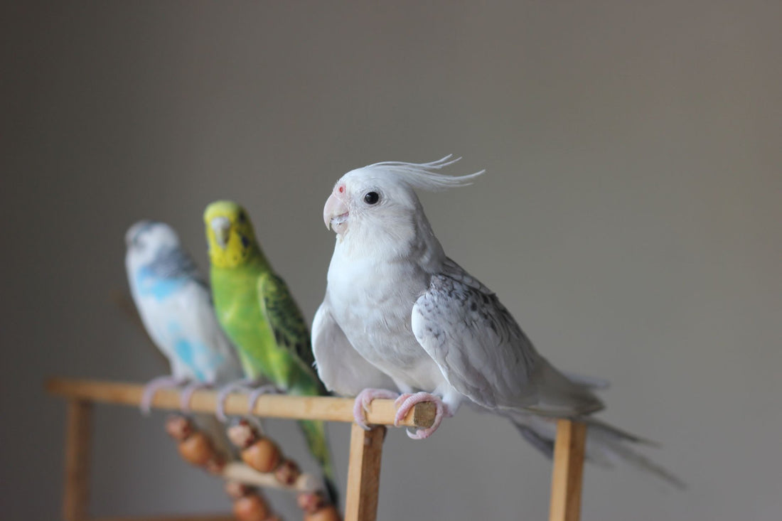 Colorful pet parrots perched on a wooden stand indoors at home