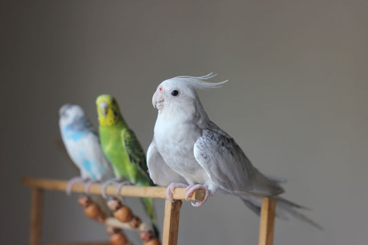 Colorful pet parrots perched on a wooden stand indoors at home