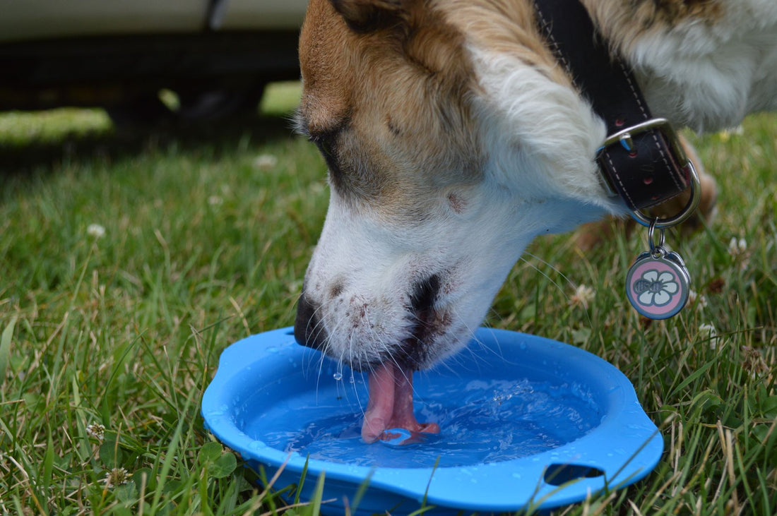 A dog drinking fresh water from a bowl in a sunny grassy yard