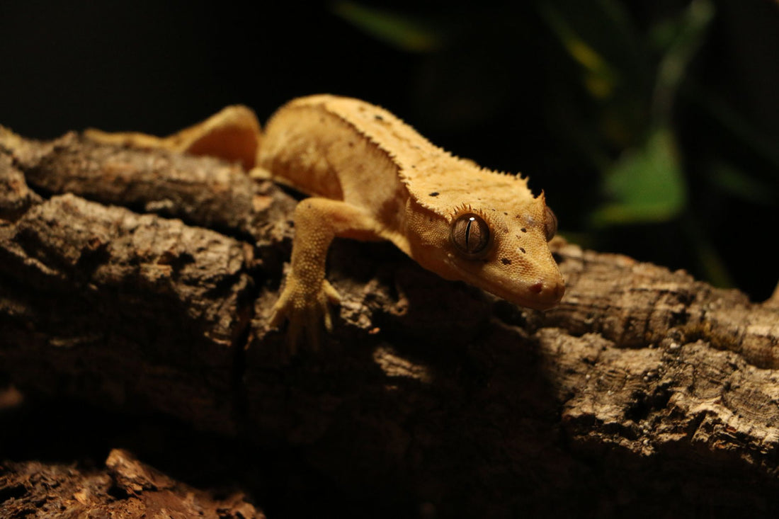 Close-up photo of a crested gecko resting on a textured branch