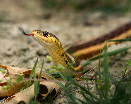 Close-up of a garter snake with its forked tongue extended, demonstrating the tongue-flicking behavior snakes use to scent their environment