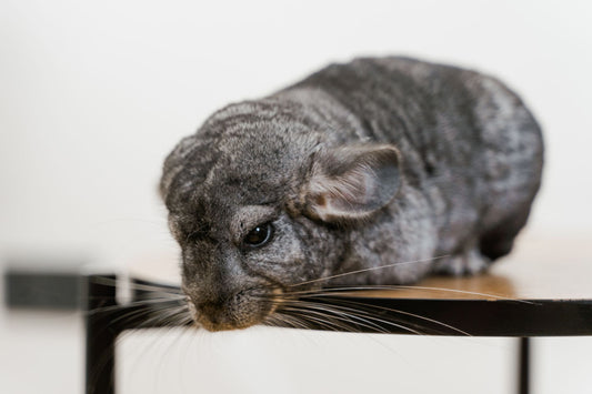 A long-tailed chinchilla with dense gray fur resting calmly indoors