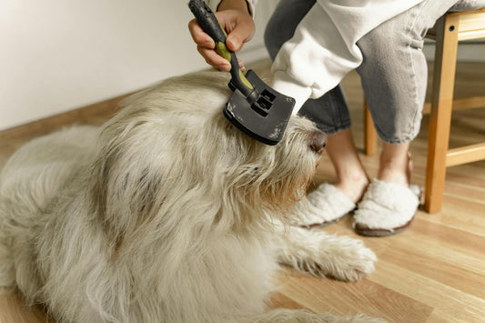 A dog being gently brushed during a calm grooming session