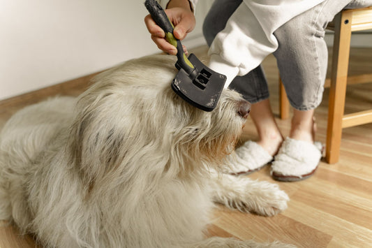 A person brushing a large, fluffy double-coated dog