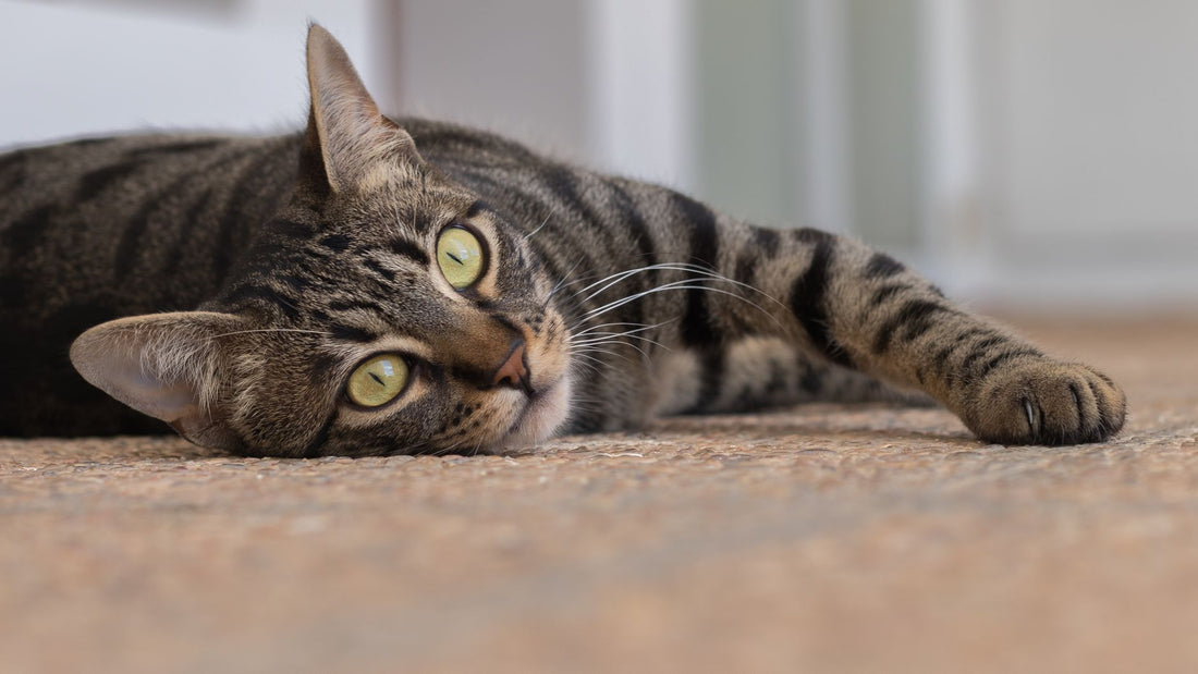 A relaxed tabby cat lying on the floor of a calm, tidy home