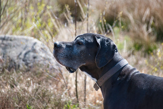 A Great Dane standing outdoors, a deep-chested breed at high risk for bloat
