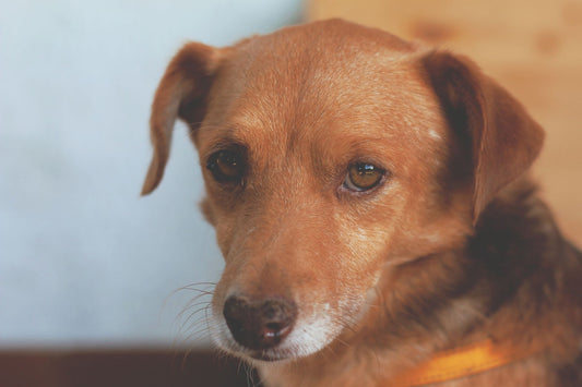 Close-up of a brown dog with clear, healthy eyes