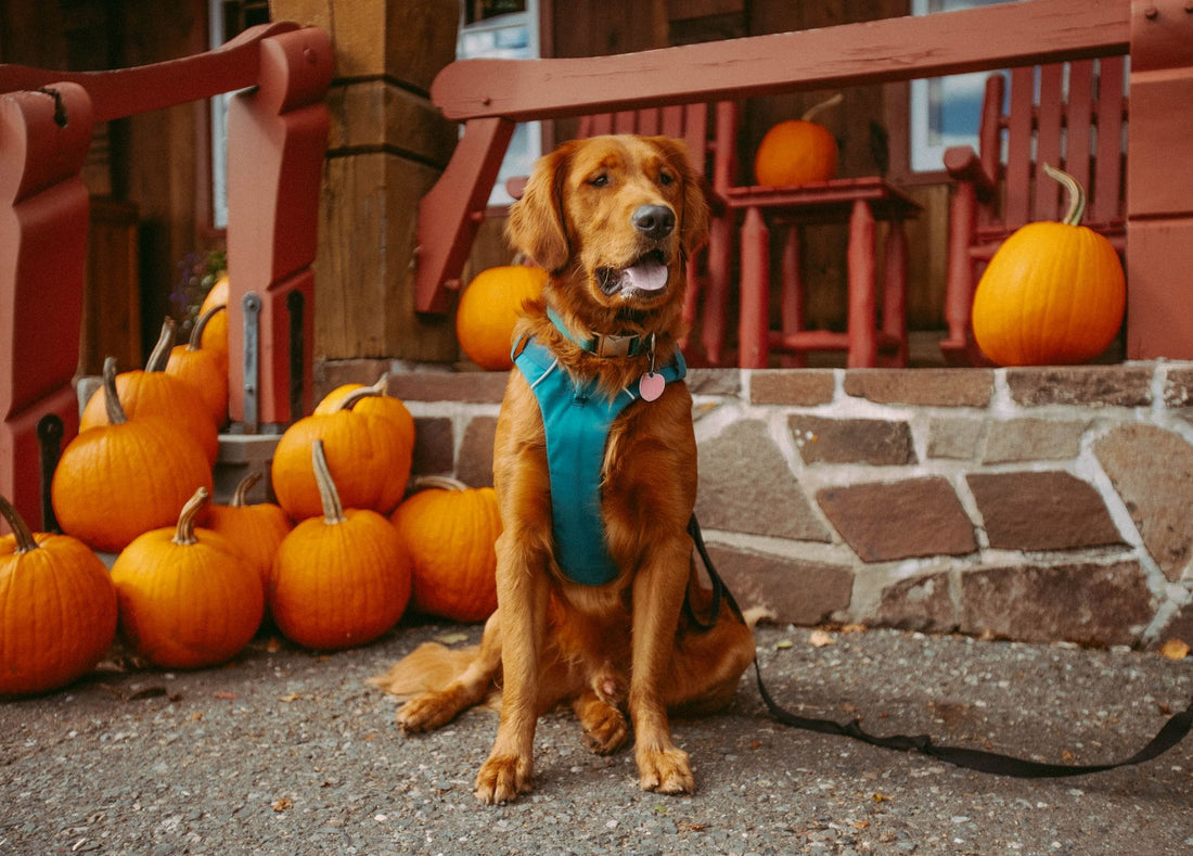 Golden retriever sitting beside a row of orange pumpkins on an autumn porch