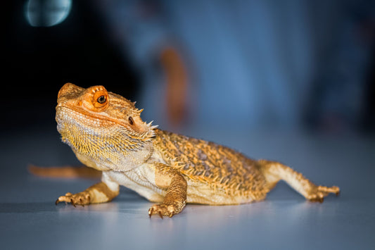 A bearded dragon resting inside its enclosure
