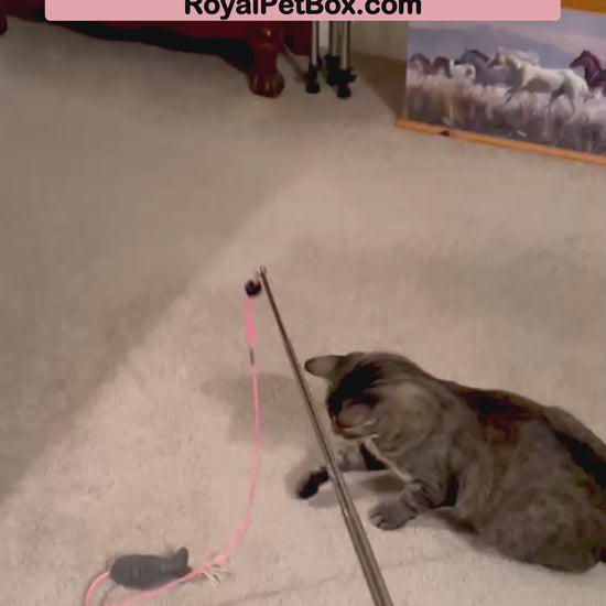 Rascal the Cat with his fish pole toy from Royal Pet Box